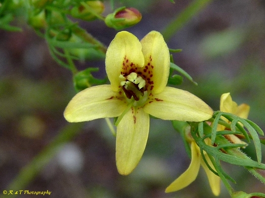 {Seymeria cassioides}